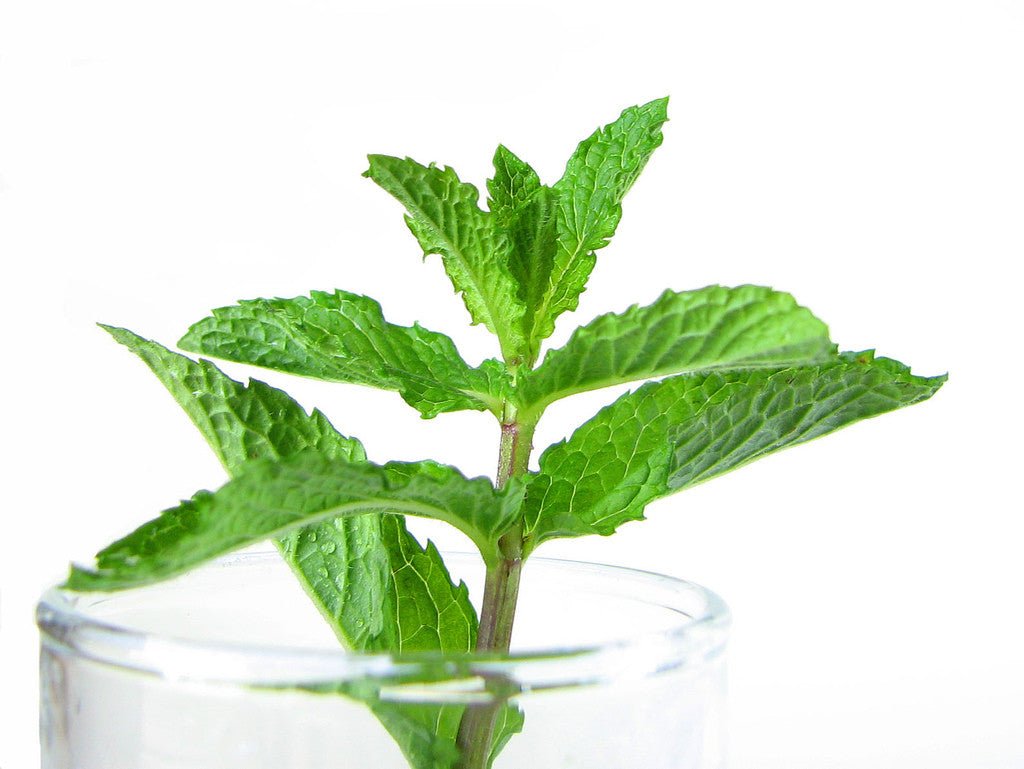 Himalayan Salt Rocks 